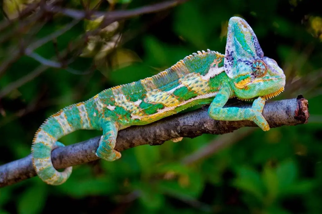 alla-scoperta-di-nosy-be-lokobe-mokoro