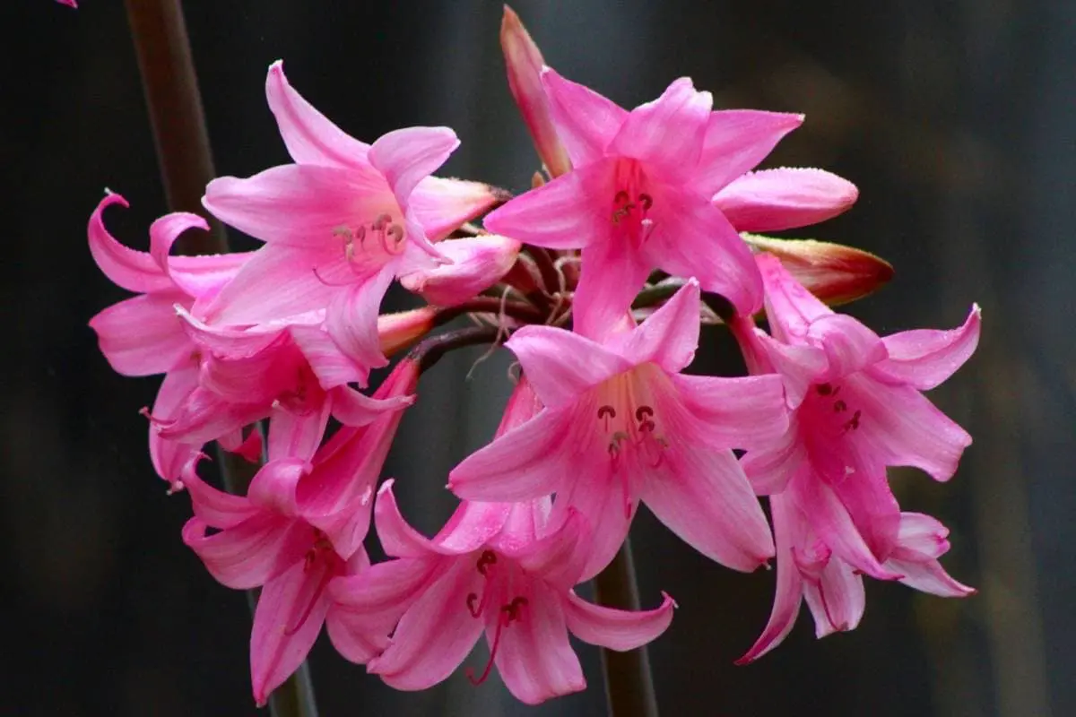 Mokoro Tours Viaggi in Africa namaqualand-amaryllis-belladonna-mokoro
