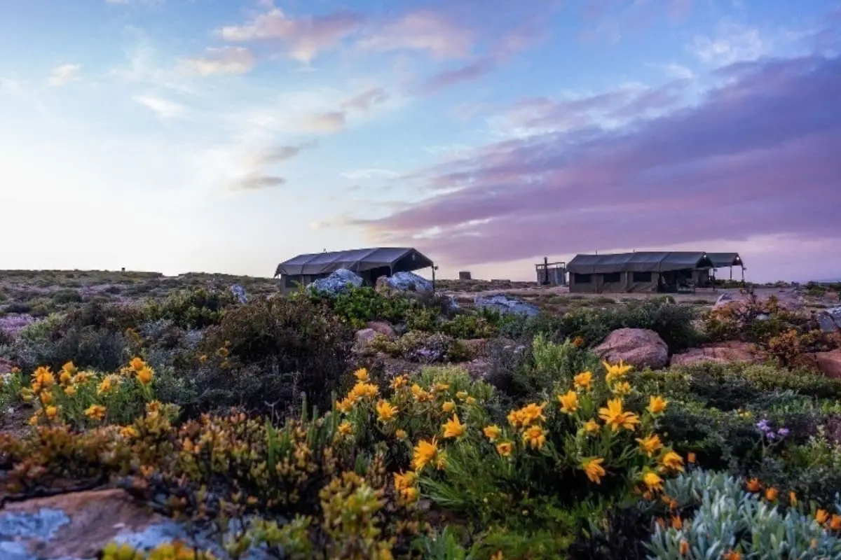 Mokoro Tours Viaggi in Africa namaqualand-flower-camps-sudafrica-mokoro-1