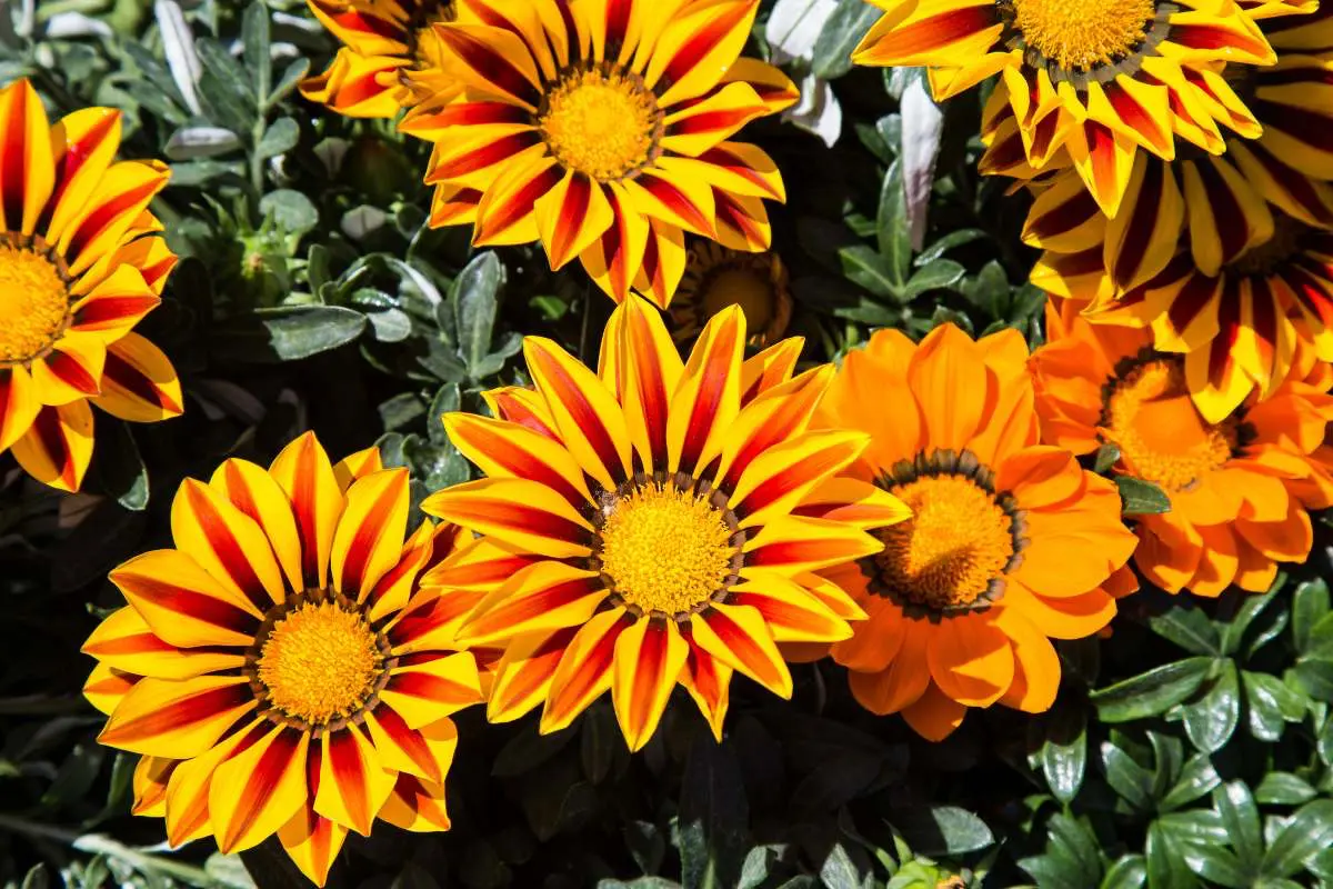 Mokoro Tours Viaggi in Africa namaqualand-gazania-mokoro