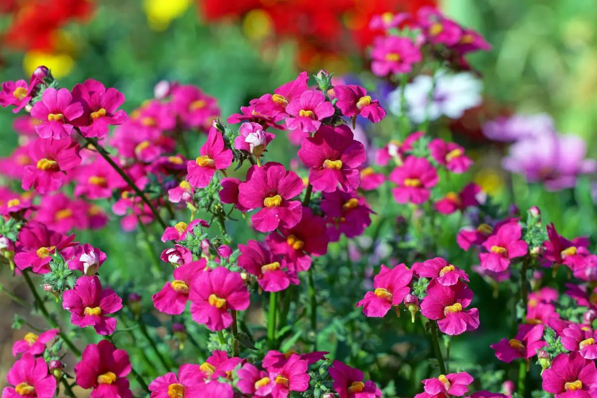 Mokoro Tours Viaggi in Africa namaqualand-nemesia-mokoro