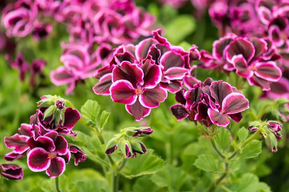 Mokoro Tours Viaggi in Africa namaqualand-pelargonium-mokoro