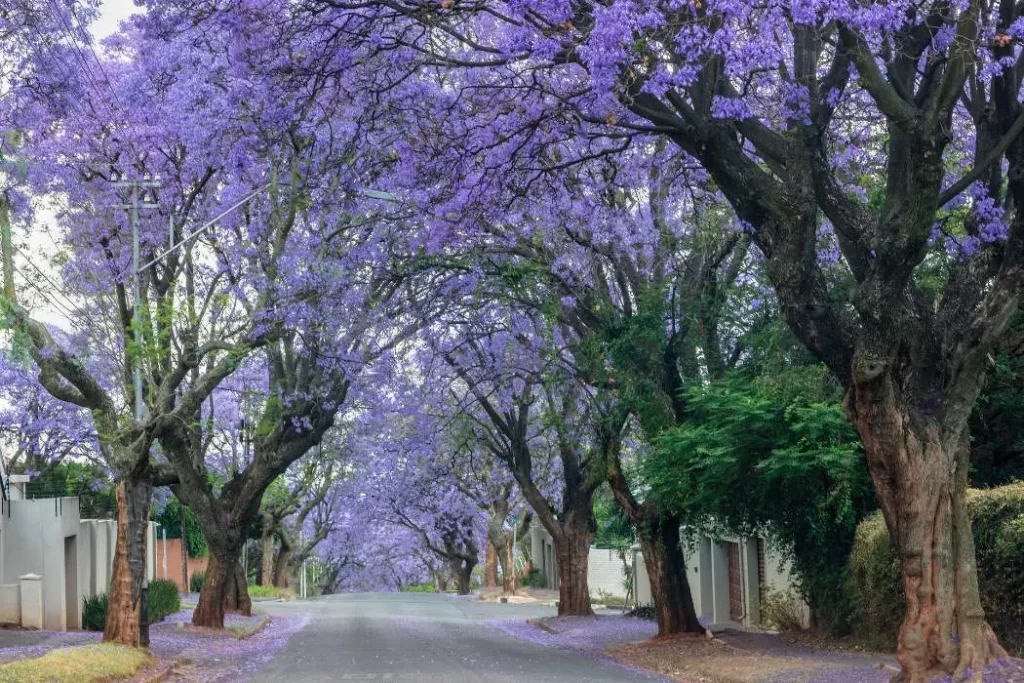 viaggio-a-johannesburg-melville-mokoro