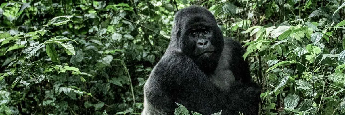 gorilla-di-montagna-silverback-mokoro