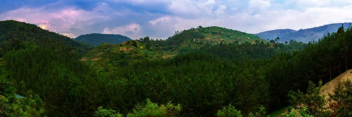 ricerca-dei-gorilla-di-montagna-bwindi-mokoro