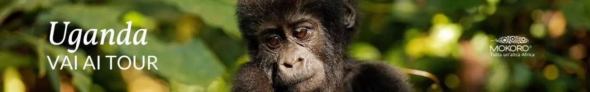 tour-in-uganda-mokoro 