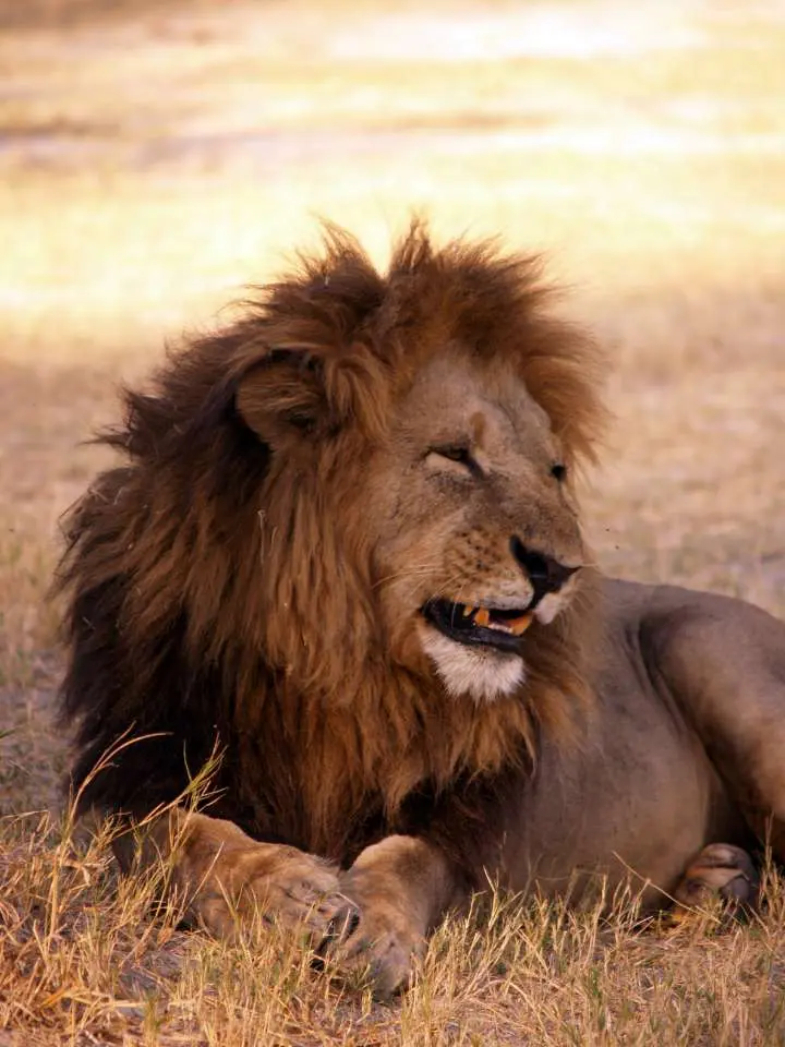 Luxury Botswana Safari Mokoro