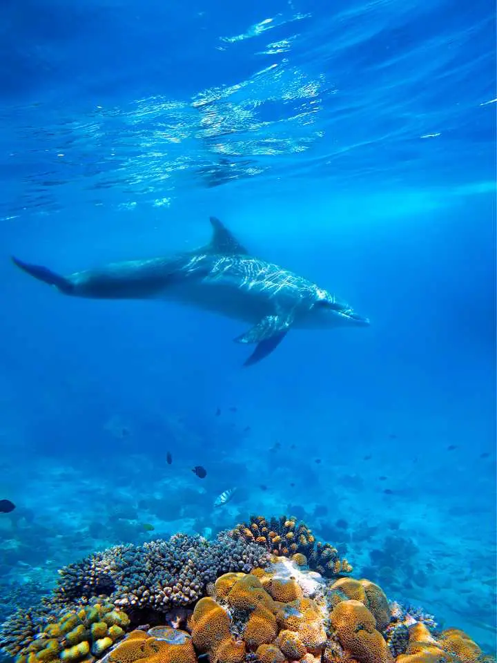 Safari in Tanzania e mare