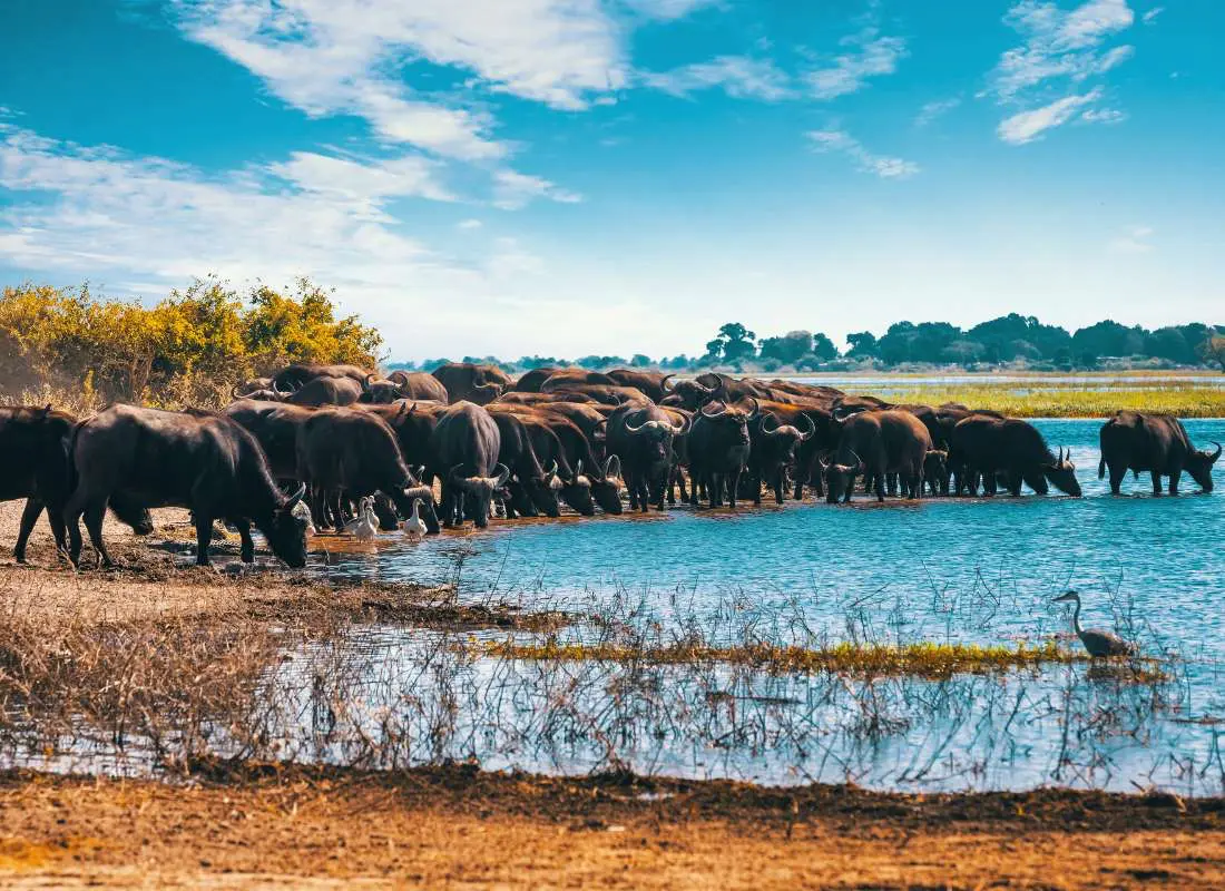 Viaggi in Botswana Mokoro