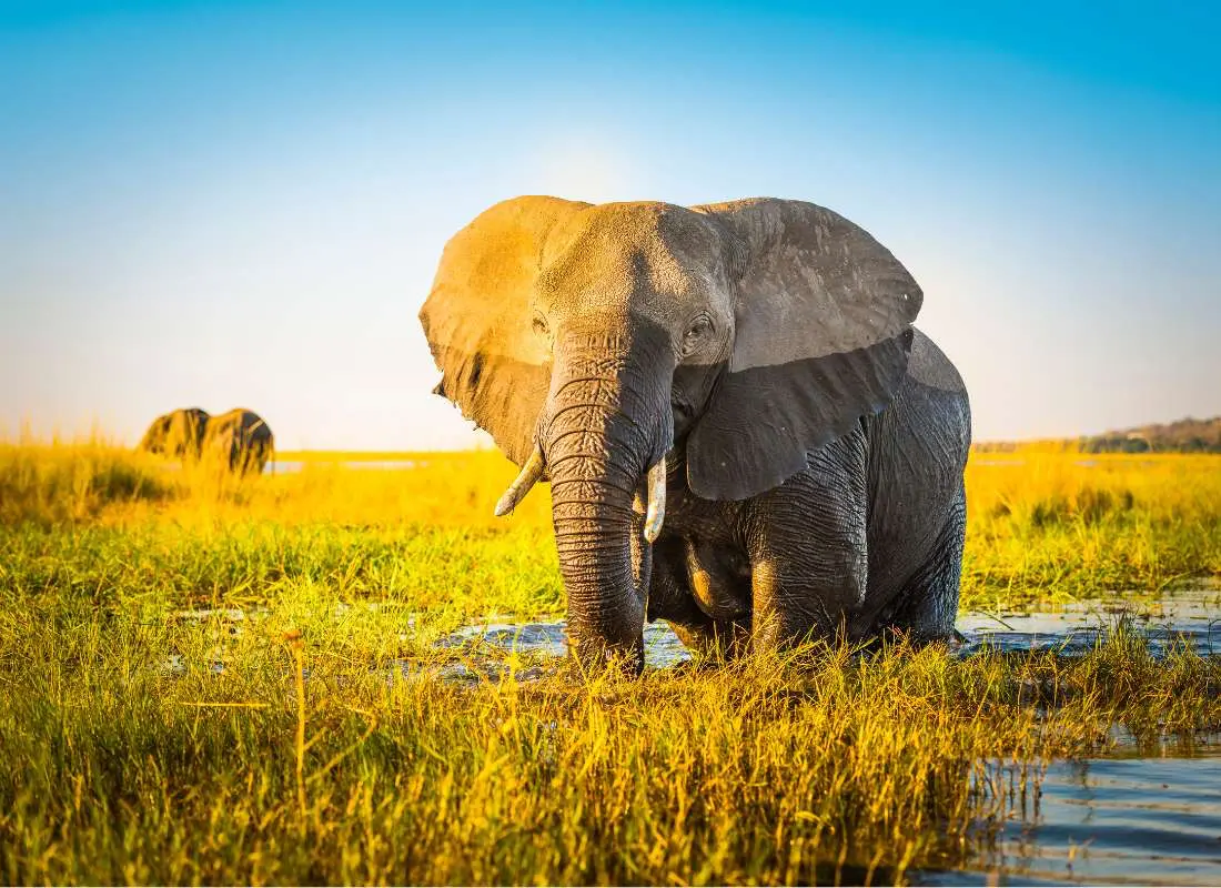 Viaggi in Botswana Mokoro