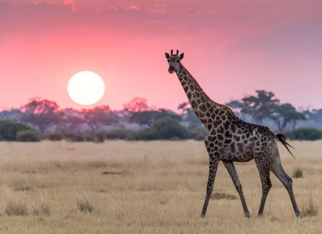 Viaggi in Botswana Mokoro