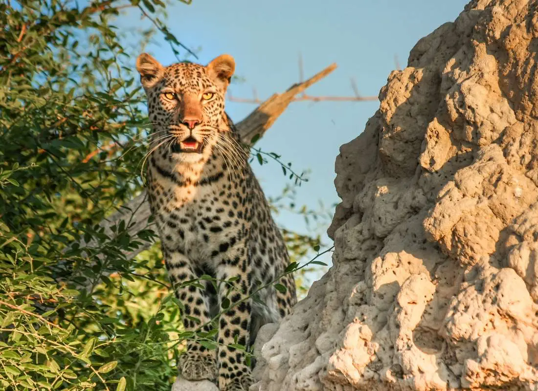 Viaggi in Botswana Mokoro