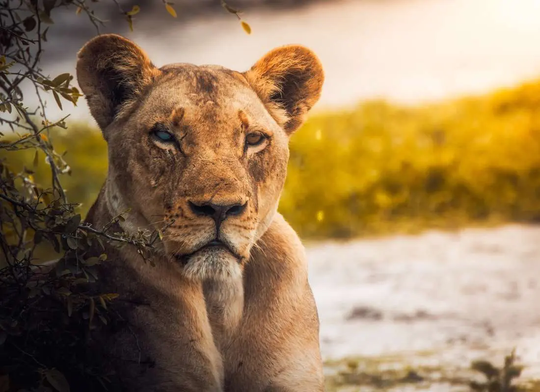 Viaggi in Botswana Mokoro