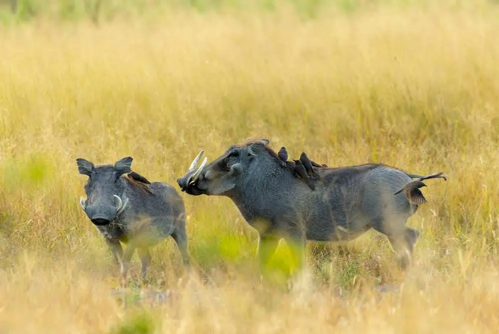 Viaggi in Botswana Moremi