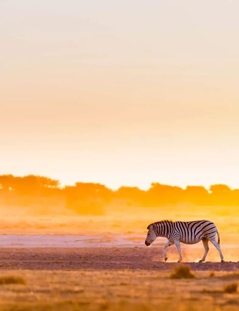 Viaggi in Botswana Parchi