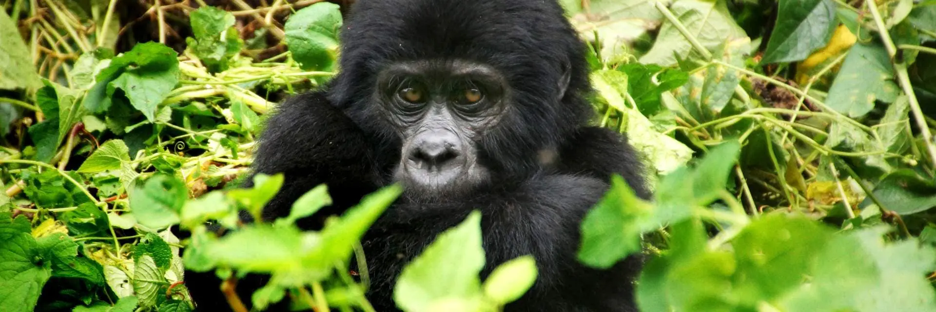 gorilla-di-montagna-mokoro