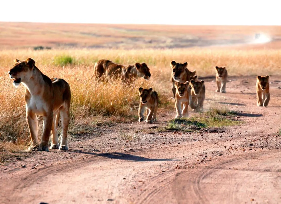 Safari in Kenya | Mokoro