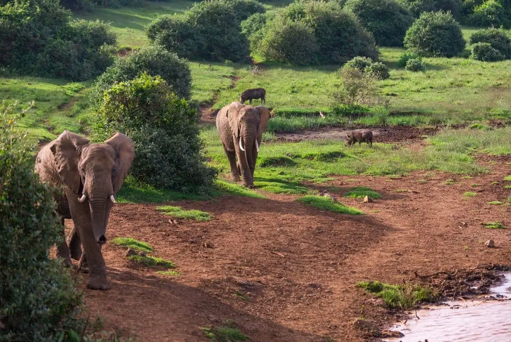 safari-in-kenya-aberdare-mokoro