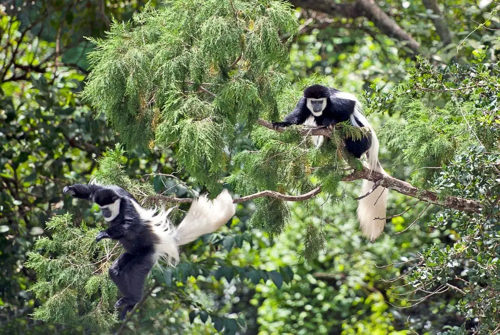 safari-in-kenya-likipia-mokoro