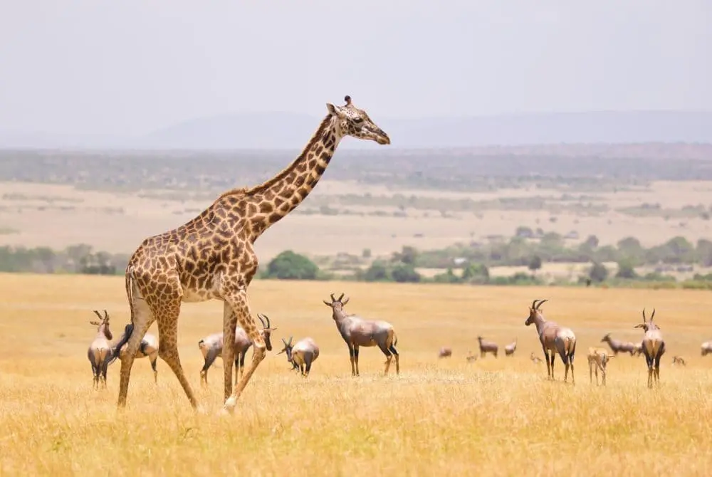 safari-in-kenya-maasai-mara-mokoro
