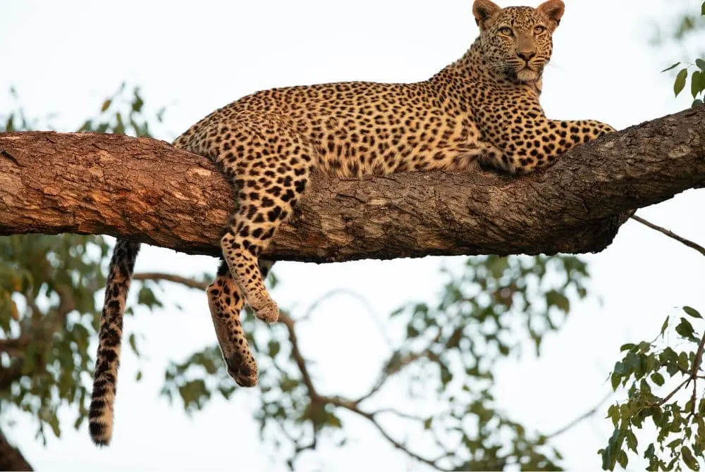 safari-in-kenya-mount-kenya-mokoro