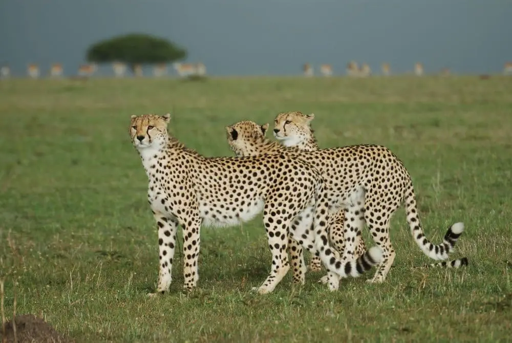 safari-in-kenya-samburu-mokoro