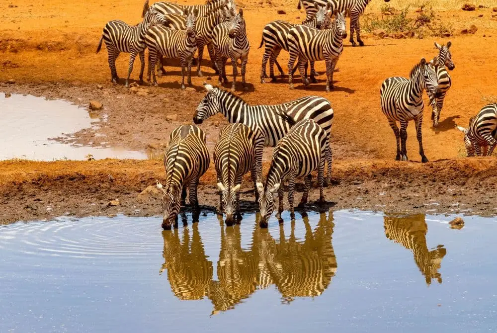 safari-in-kenya-tsvavo-mokoro