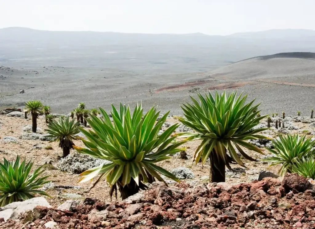 viaggi-in-etiopia-bale-national-park-mokoro
