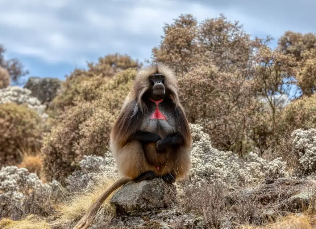 viaggi-in-etiopia-simien-mokoro