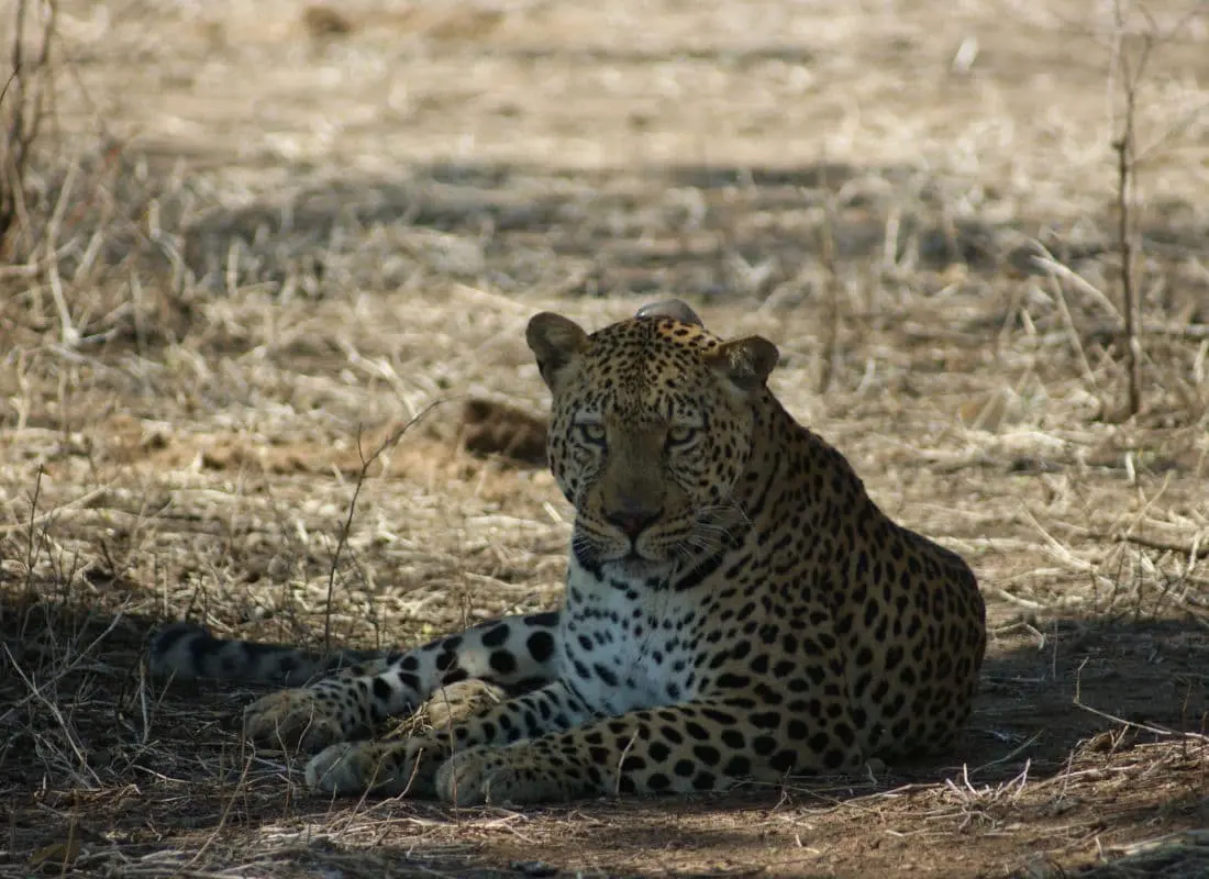 viaggi-in-malawi-mokoro