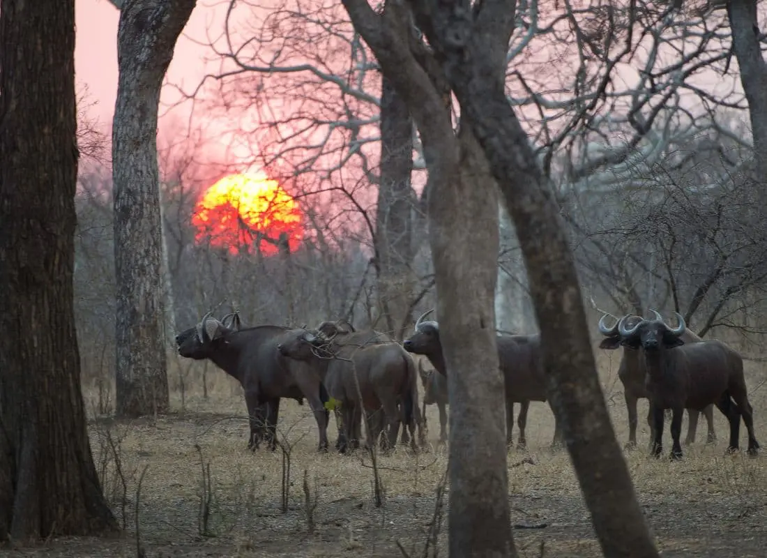 viaggi-in-malawi-mokoro