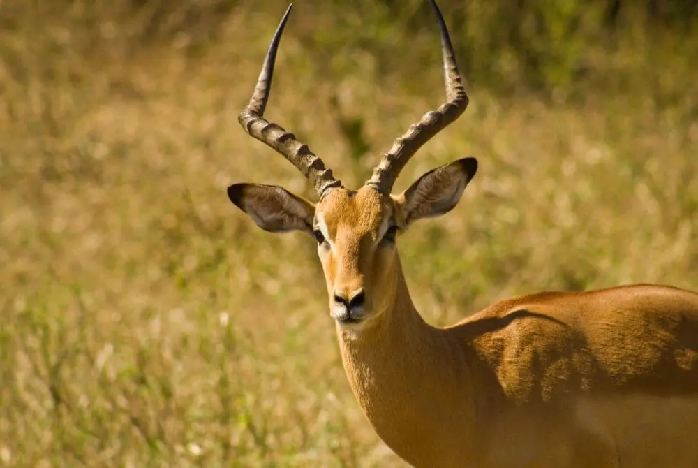 viaggi-in-malawi-mokoro-kasungu
