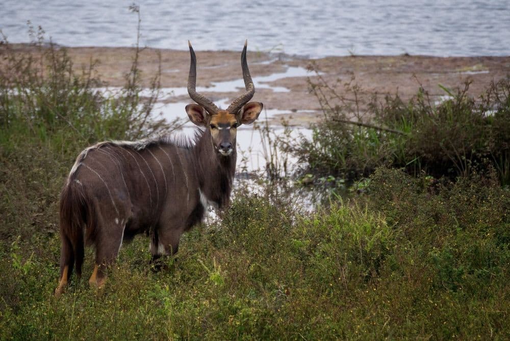 viaggi-in-malawi-mokoro-lengwe
