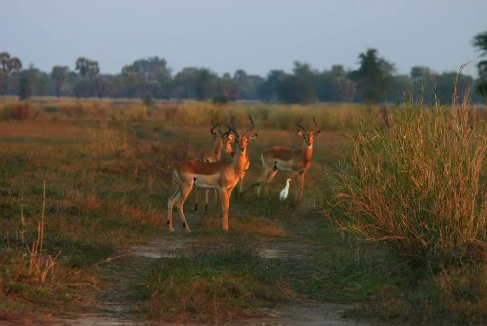 viaggi-in-mozambico-gorongosa-mokoro