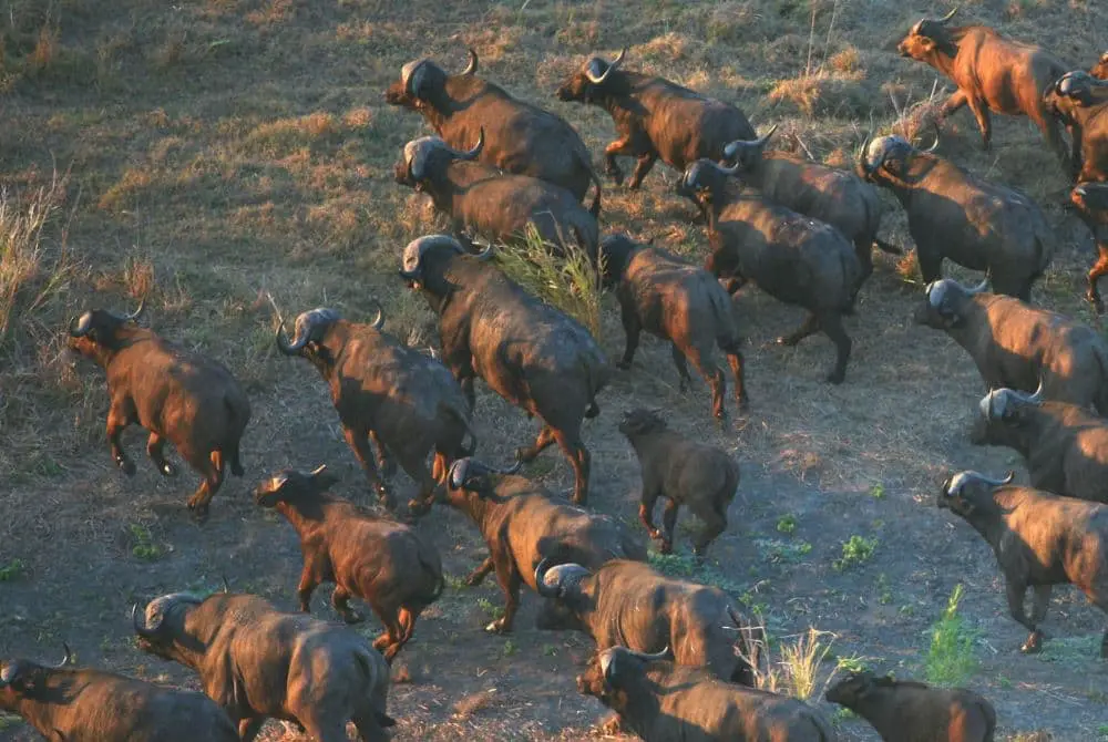 viaggi-in-mozambico-niassa-mokoro