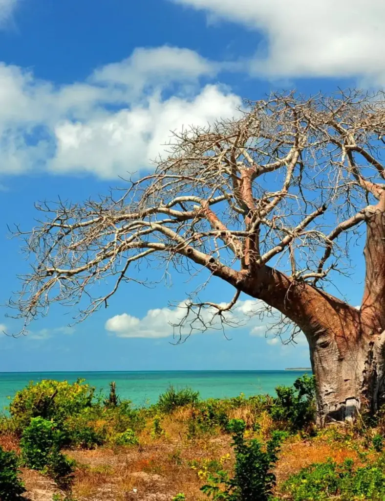 viaggi-in-mozambico-parchi-mokoro