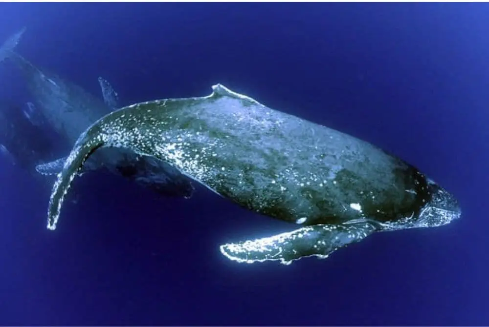 viaggi-in-mozambico-vilankulo-mokoro