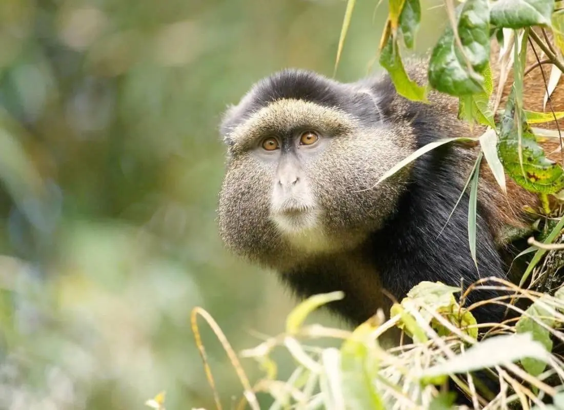 viaggi-in-ruanda-mokoro