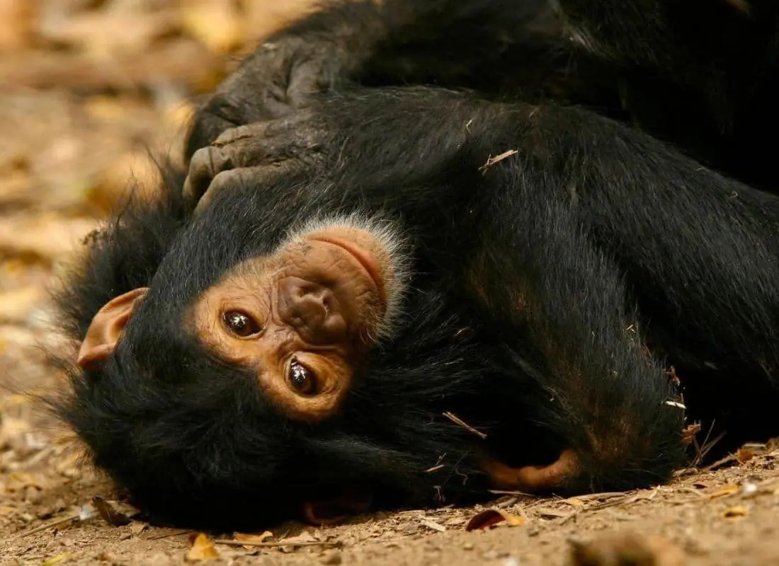 viaggi-in-ruanda-mokoro