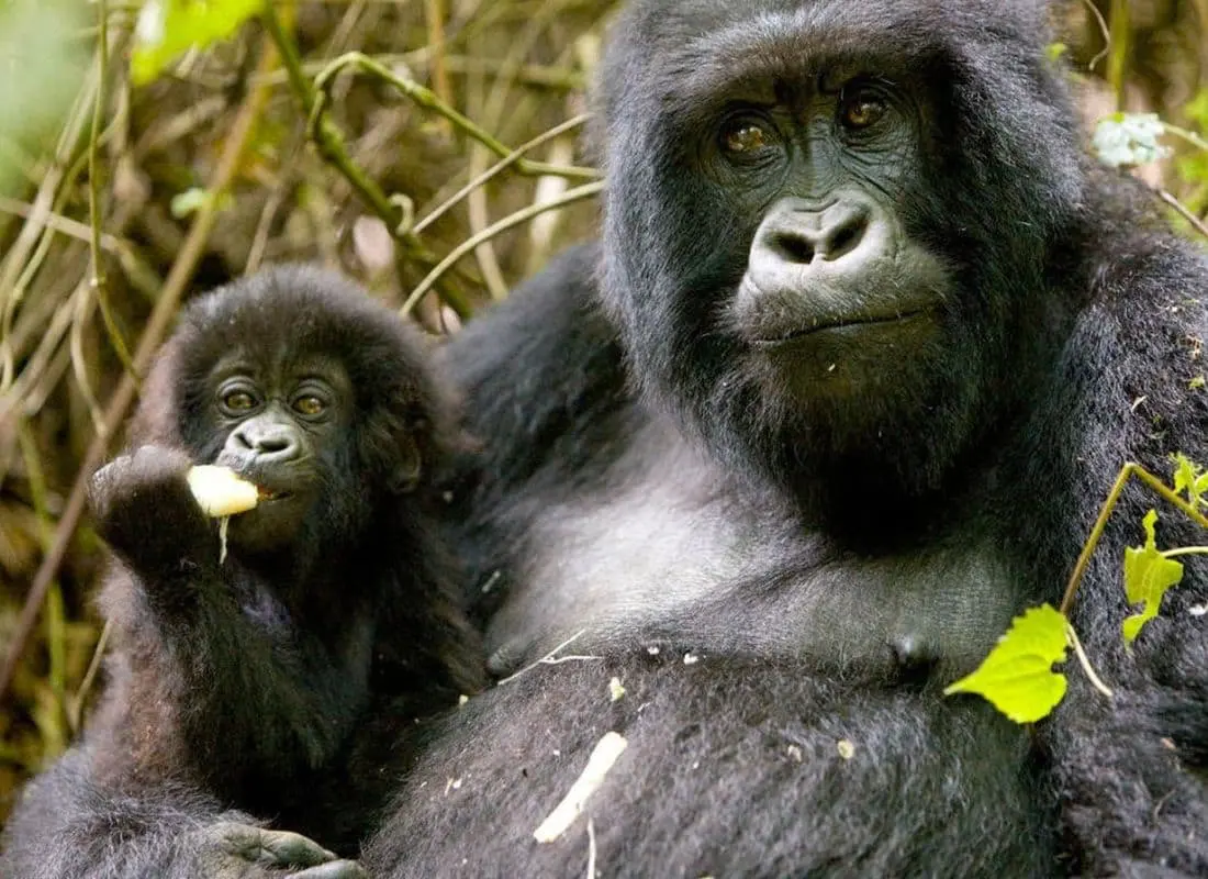 viaggi-in-ruanda-mokoro