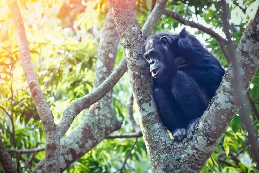 viaggi-in-ruanda-nyungwe-mokoro