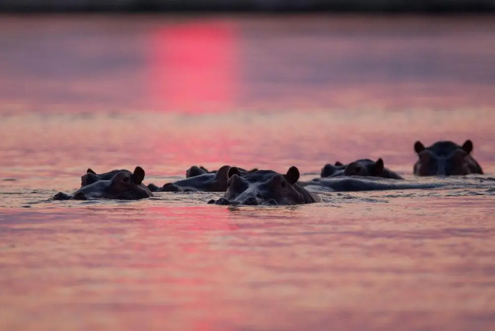 viaggi-in-zambia-kasanka-mokoro