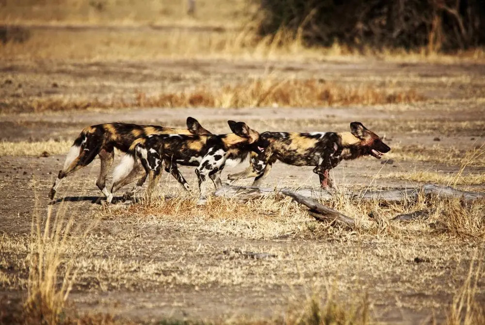 viaggi-in-zambia-liuwa-mokoro