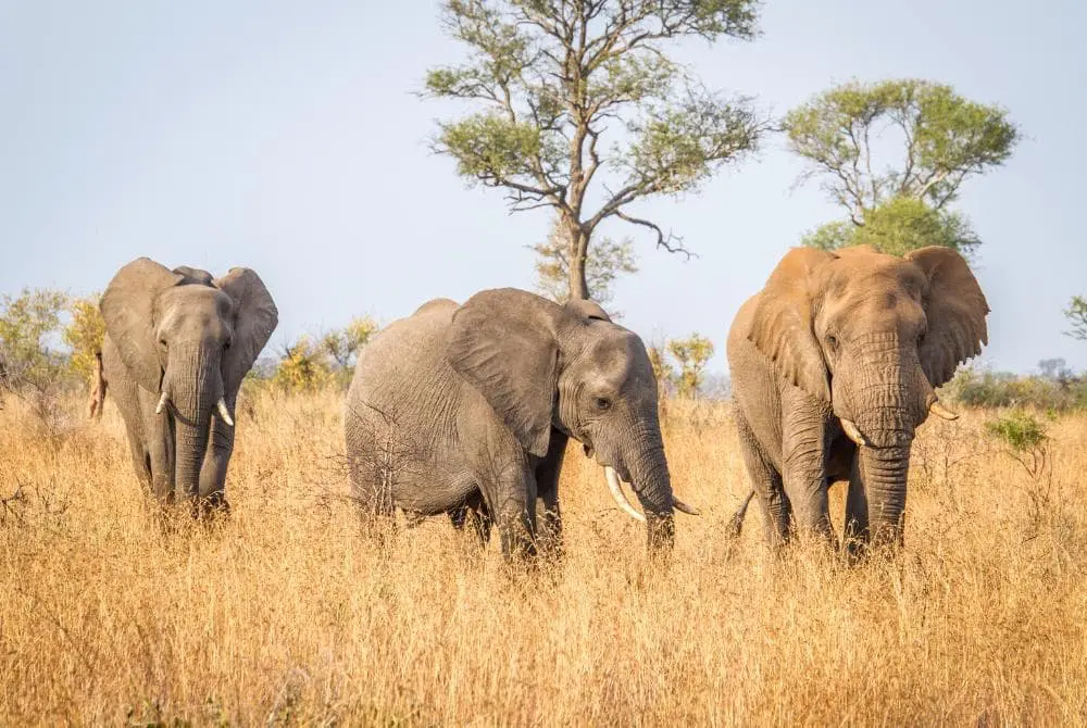 viaggi-in-zambia-lonchivar-mokoro