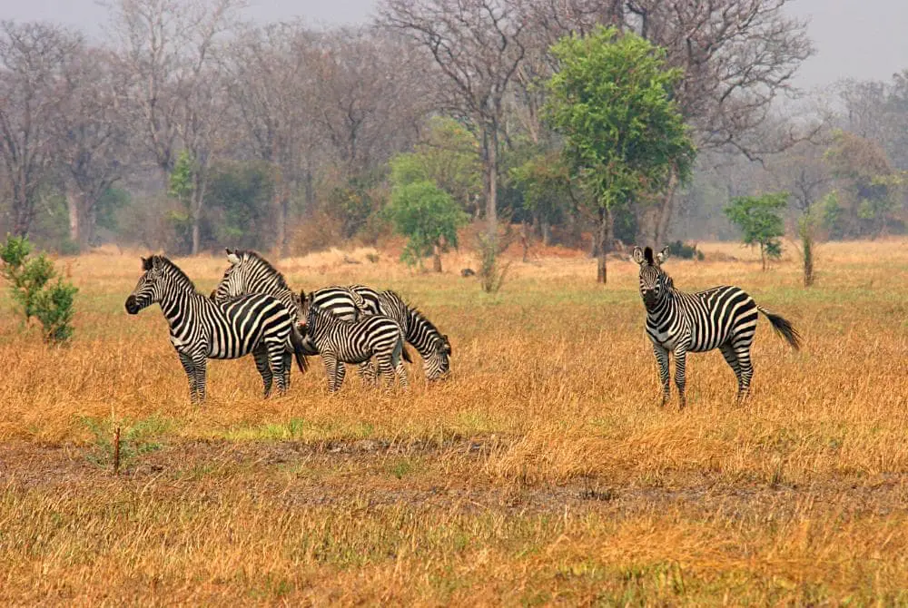 viaggi-in-zambia-luangwa-mokoro