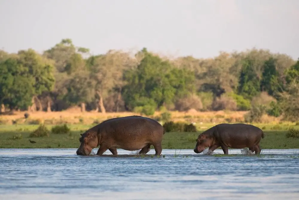 viaggi-in-zambia-zambesi-mokoro