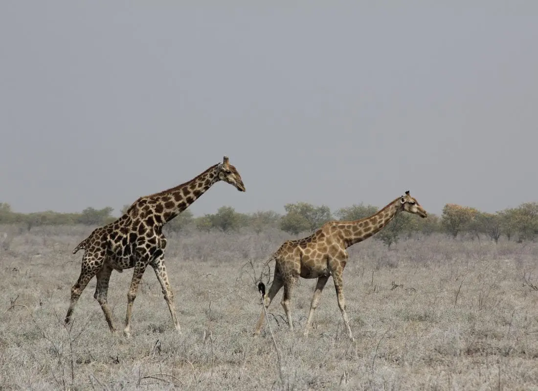 viaggi-namibia-mokoro