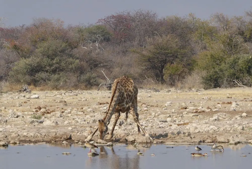 Mokoro Tours Viaggi in Africa