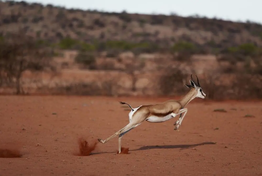 viaggi-namibia-mokoro-bwabwata