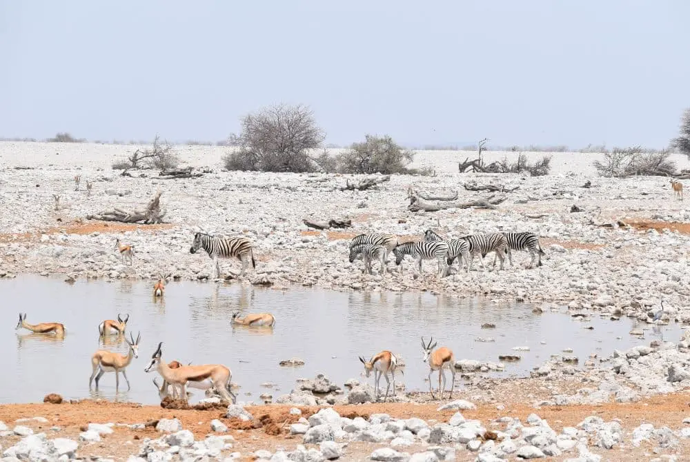 viaggi-namibia-mokoro-etosha